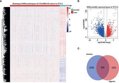 Prognostic Signatures Based on Thirteen Immune-Related Genes in Colorectal Cancer